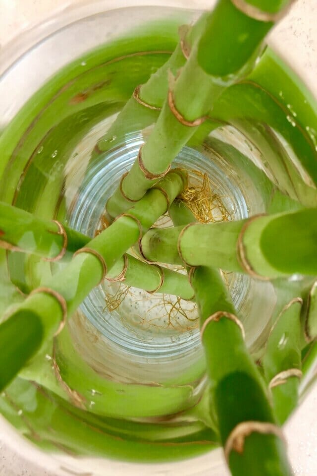 Lucky bamboo grown water