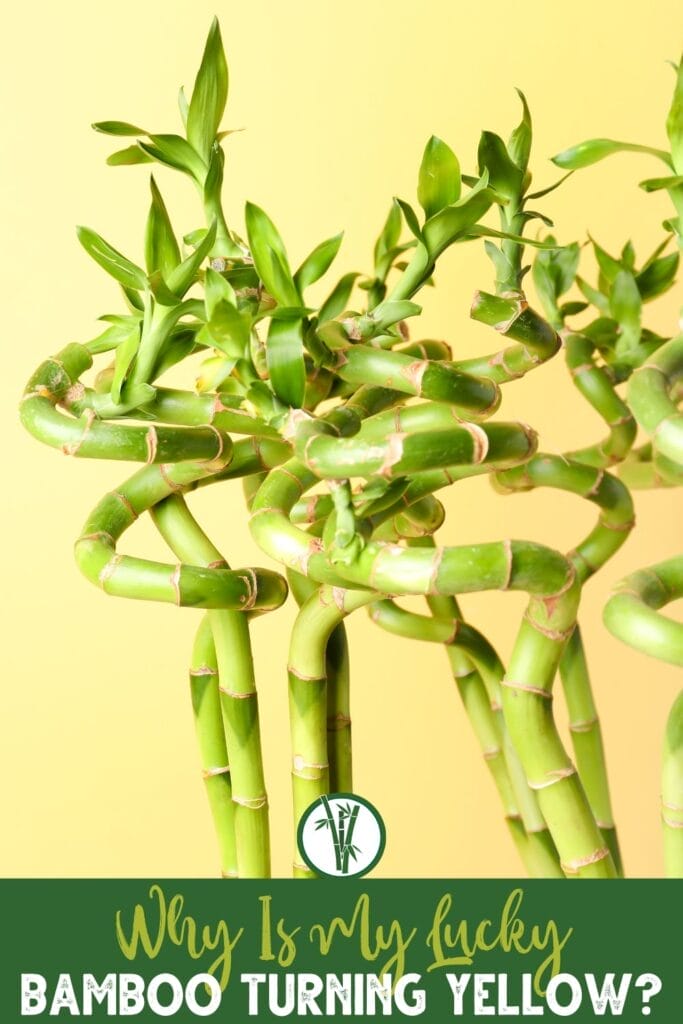 Lucky bamboos on a yellow background with a text below: Why Is My Lucky Bamboo Turning Yellow?