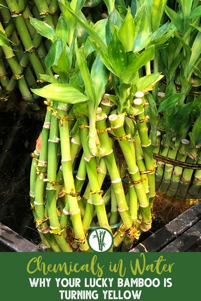 An arrangement of lucky bamboo in a pot with a text below: Chemicals in Water: Why Your Lucky Bamboo is Turning Yellow