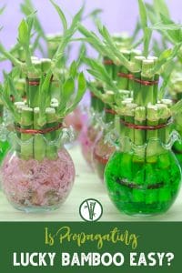 lucky bamboo stalks with red bindings, placed within a glass jar filled with water beads for propagation support with a text below: Is Propagating Lucky Bamboo Easy?