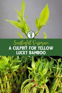 lucky bamboo plant with yellow leaves with a text in the middle: Sunlight Exposure: A Culprit for Yellow Lucky Bamboo