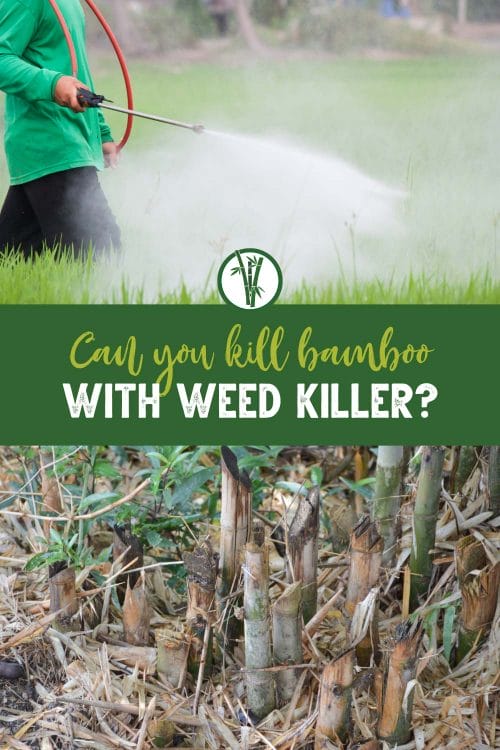 Person spraying weed killer on plants (top) and dying bamboo (bottom) with the text in the middle: Can you kill bamboo with weed killer?