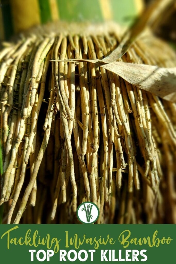 Close up shot of a bamboo root with a text below: Tackling Invasive Bamboo: Top Root Killers