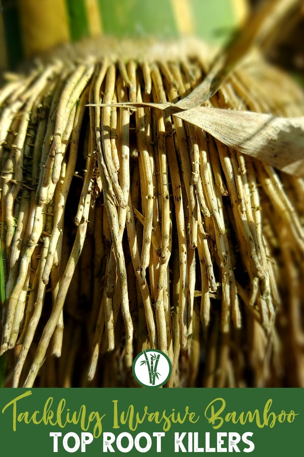 6-best-bamboo-root-killers-bamboo-plants-hq