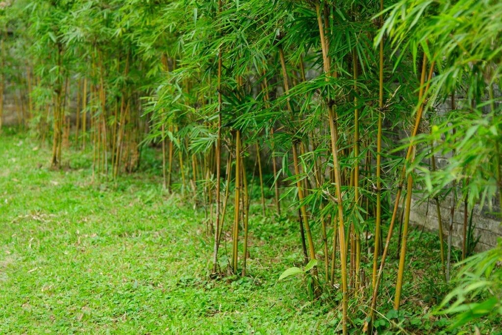 Bamboo plants spreading in backyard in need of the best bamboo root killers