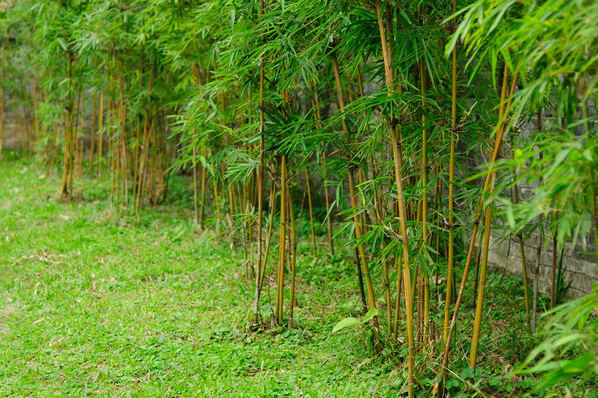 6 Best Bamboo Root Killers Bamboo Plants HQ