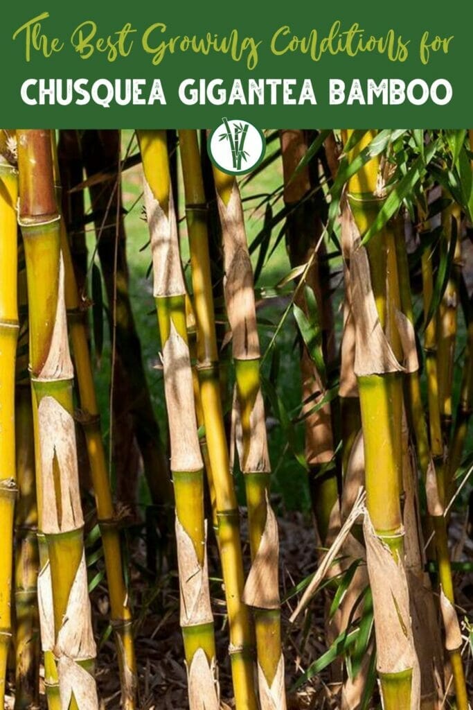 Chusquea gigantea culms with sheaths and the text: The best growing conditions for Chusquea gigantea bamboo