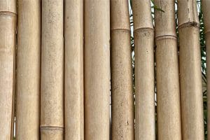 Vertically standing bamboo poles as the best method to dry bamboo stems
