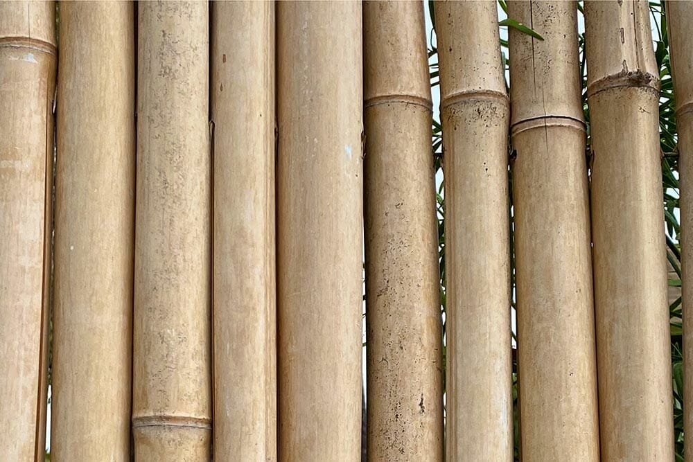 Vertically standing bamboo poles as the best method to dry bamboo poles