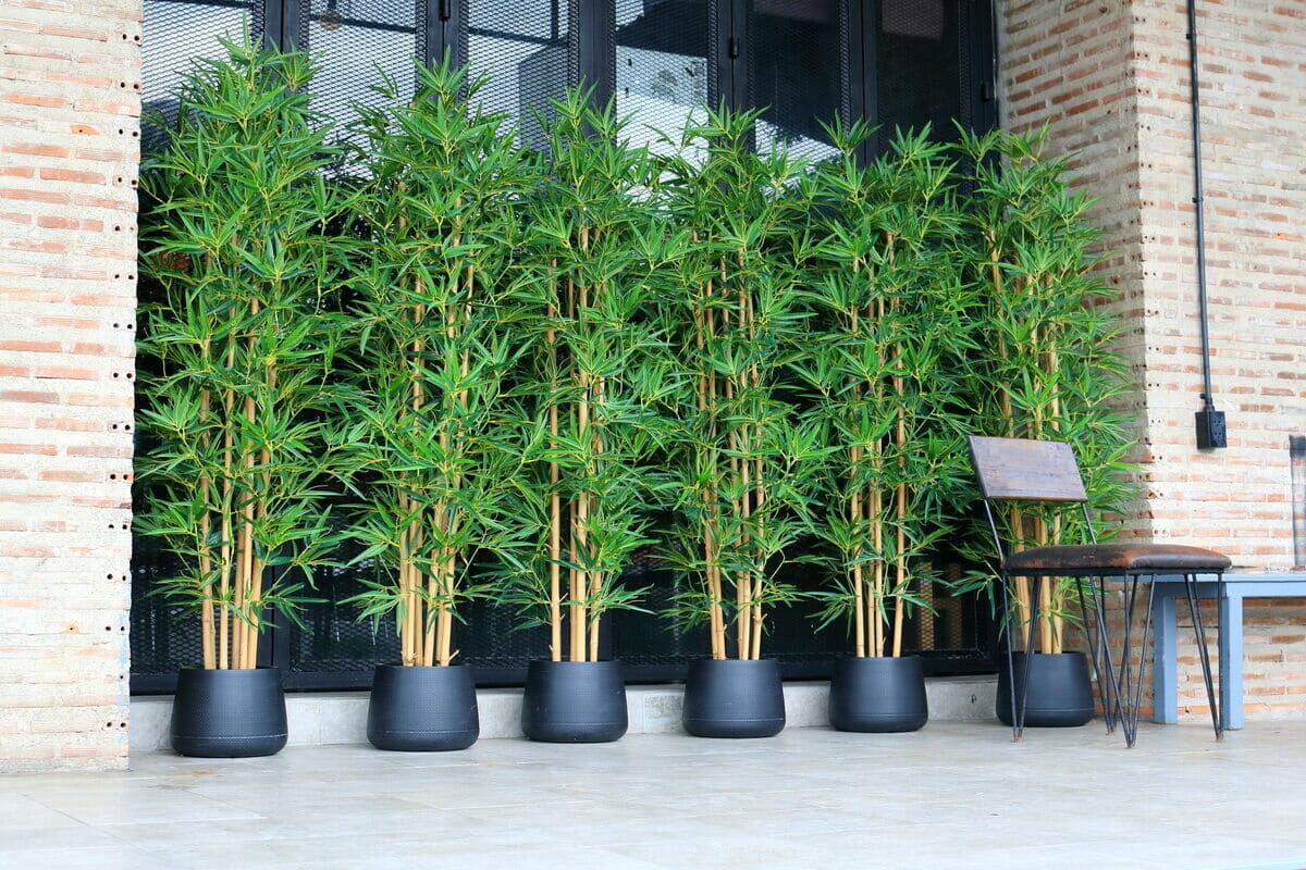Home Page | Bamboo Plants HQ