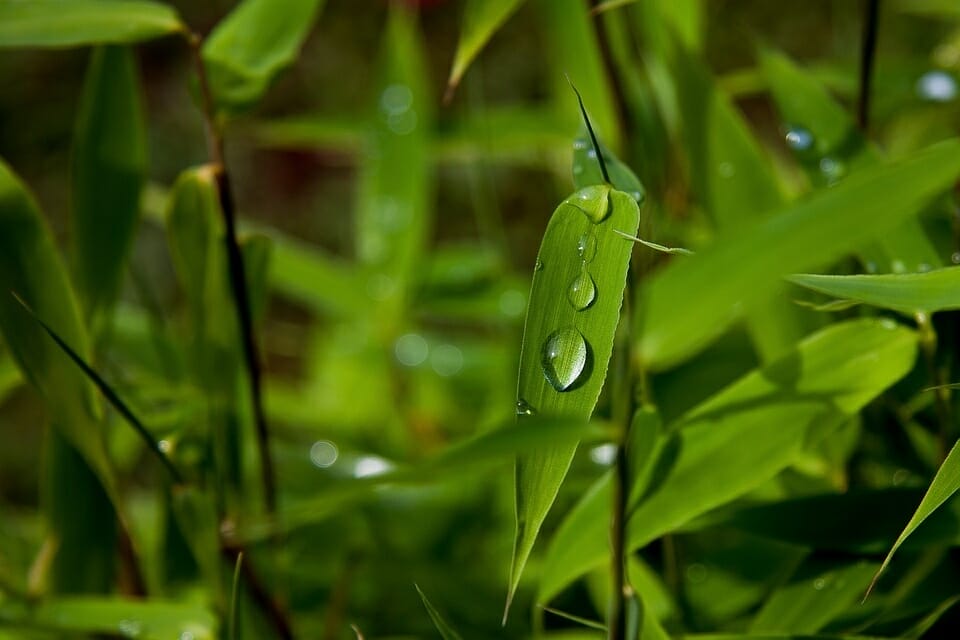 Close-up of a bamboo leaf with a glistening raindrop, emphasizing the importance of ensuring protection when you use artificial bamboo outdoors.
