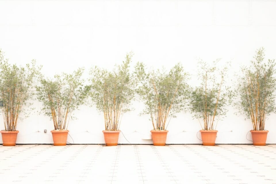 six short artificial bamboo screening plants in orange pots lined up outdoors