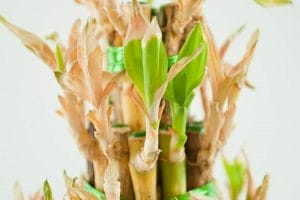 Dry leaves on lucky bamboo, likely due to cold damage or sunburn when lucky bamboo was put outside