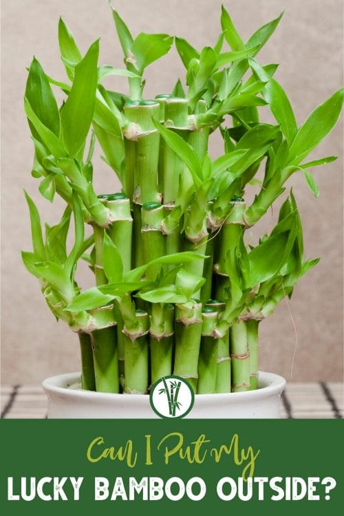 Lucky bamboo plant outdoors in a white glass pot with a text below: Can I put my lucky bamboo outside?