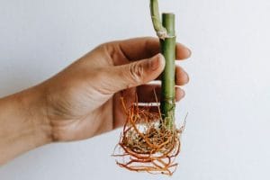Hand holding a growing little lucky bamboo plant with visible roots and green stems