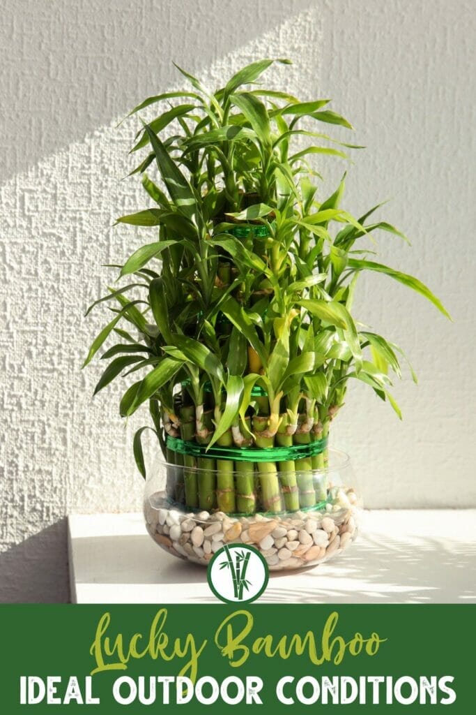 ucky bamboo houseplant arranged together with green twist ties, placed in a glass pot filled with stones and water, with a text below: Lucky Bamboo: Ideal Outdoor Conditions