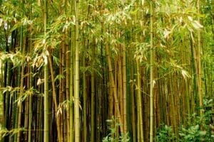 Green bamboo trees standing tall in a forest