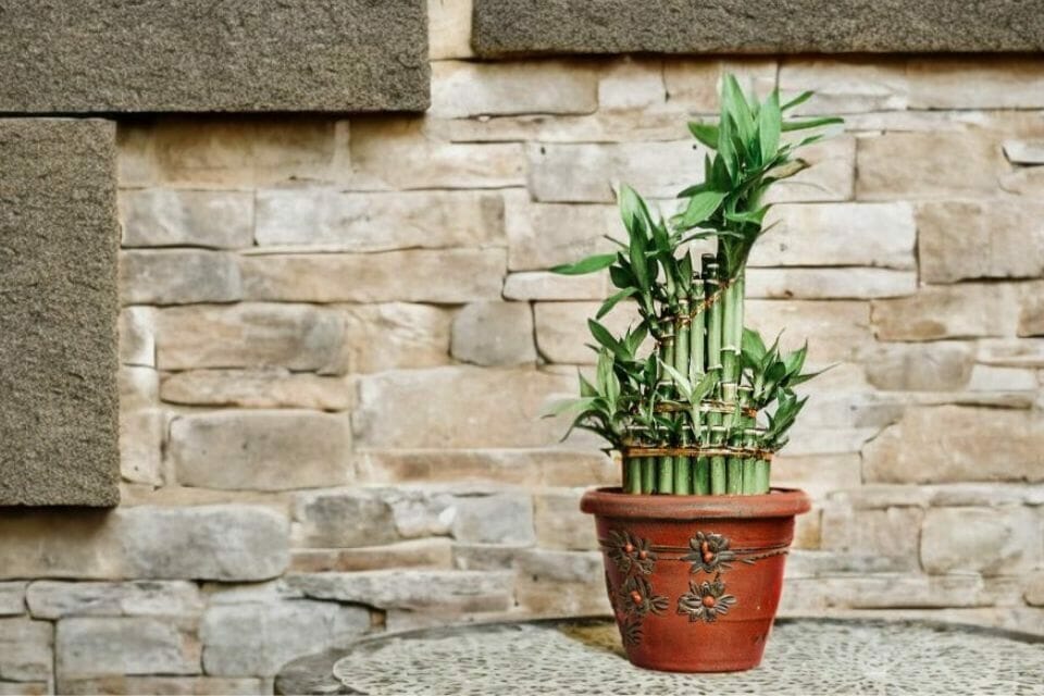 A potted lucky bamboo plant sits on a table in front of a brick wall