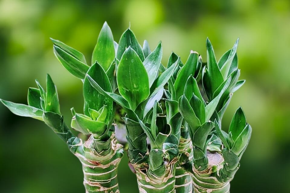 A close up of lotus bamboo houseplants