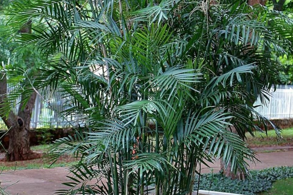 a palm bamboo houseplant in a garden