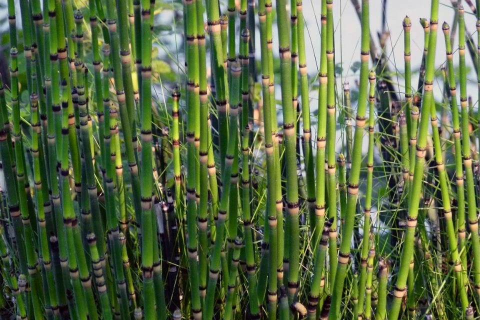 A close up of a bunch of horsetail grasses