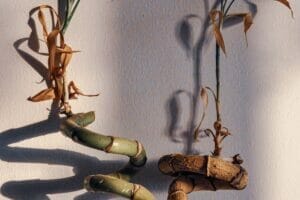 Lucky bamboo plants with dry brown leaves and stems, a common lucky bamboo problem