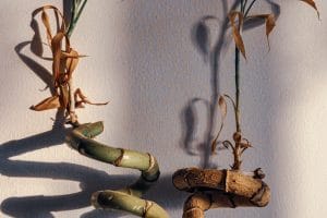 Lucky bamboo plants with dry brown leaves and stems, a common lucky bamboo problem