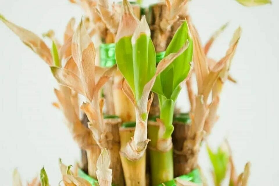 A lucky bamboo plant showing signs of common lucky bamboo problems, featuring dry and wilted leaves