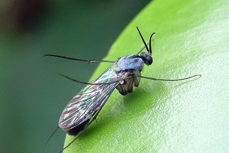 a fungus gnat on a green leaf which can cause problems with lucky bamboo