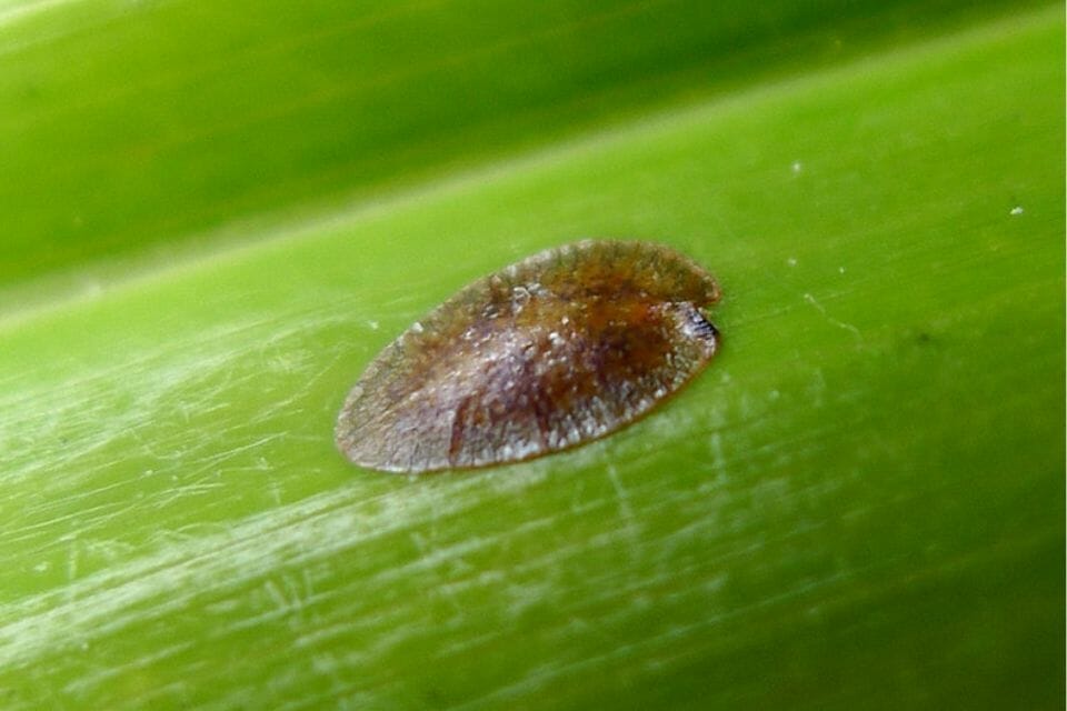 A small brown scale insect on a stalk of a plant which can be a common pest of lucky bamboo plants