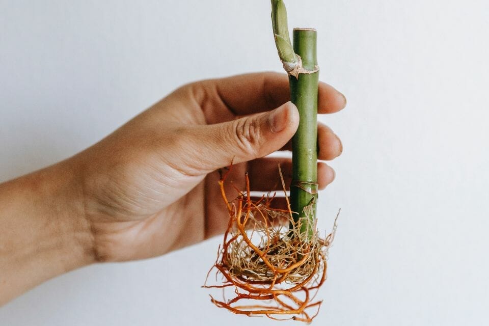 a hand holding lucky bamboo stem with visible roots