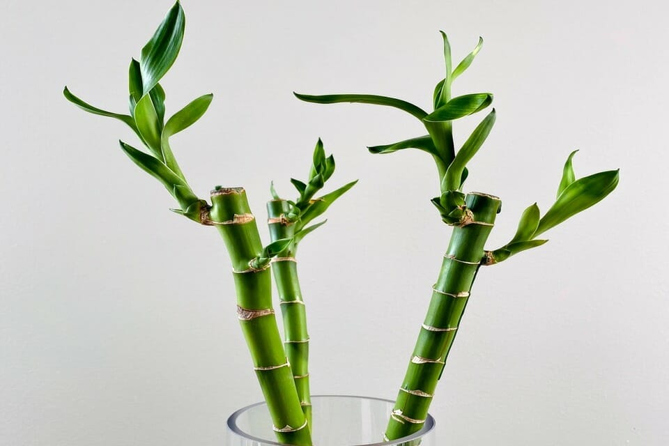 three healthy lucky bamboo stems in a glass vase
