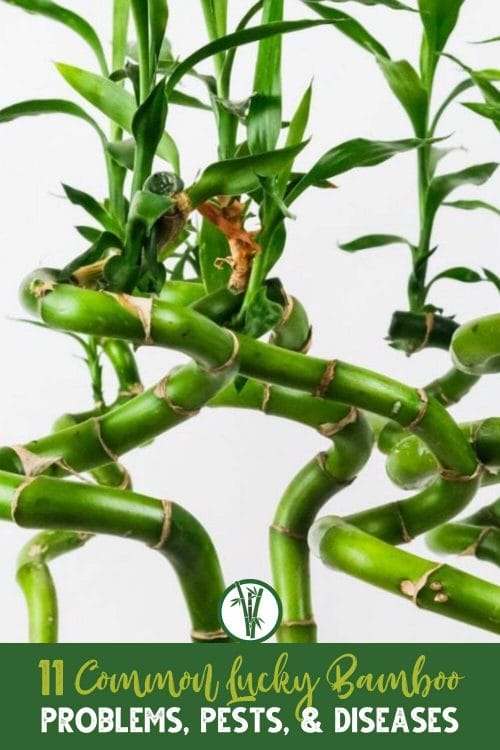 A group of curvy lucky bamboo stalks with a text below: 11 Common Lucky Bamboo Problems, Pests, & Diseases