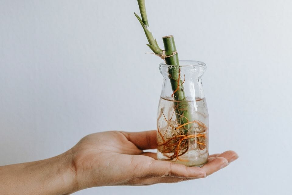 A hand holding a lucky bamboo growing in water in a glass bottle