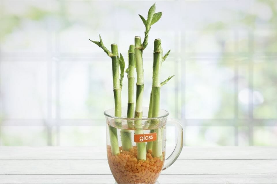 a display of lucky bamboo plant growing in water