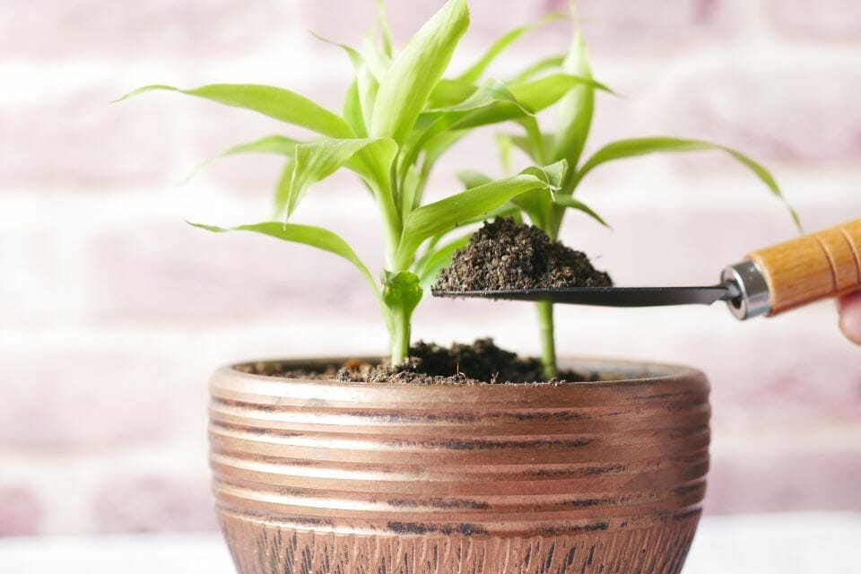 a person repotting lucky bamboo growing in soil