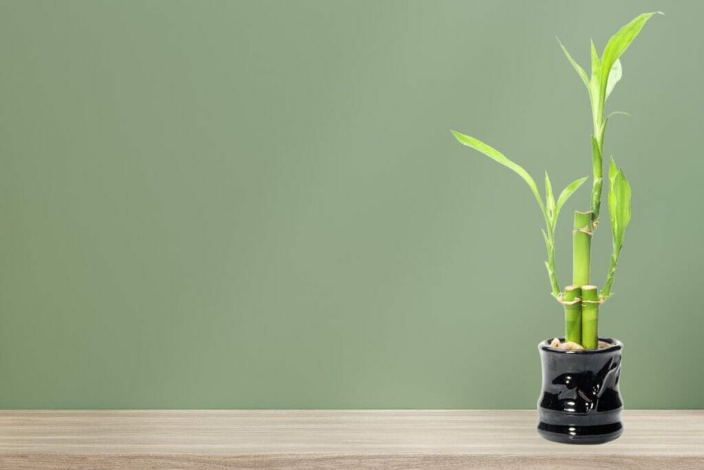 lucky bamboo plant in black pot on a wooden shelf