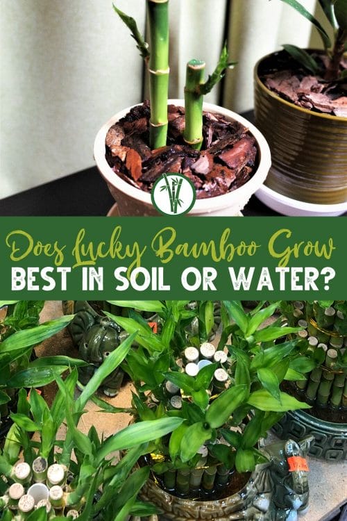 a lucky bamboo growing in soil above and lucky bamboos growing in water below with a text in the middle: Does lucky bamboo grow best in soil or water?
