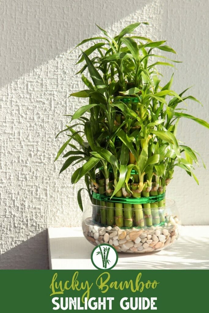 A lucky bamboo in a glass vase with a text below: Lucky Bamboo Sunlight Guide