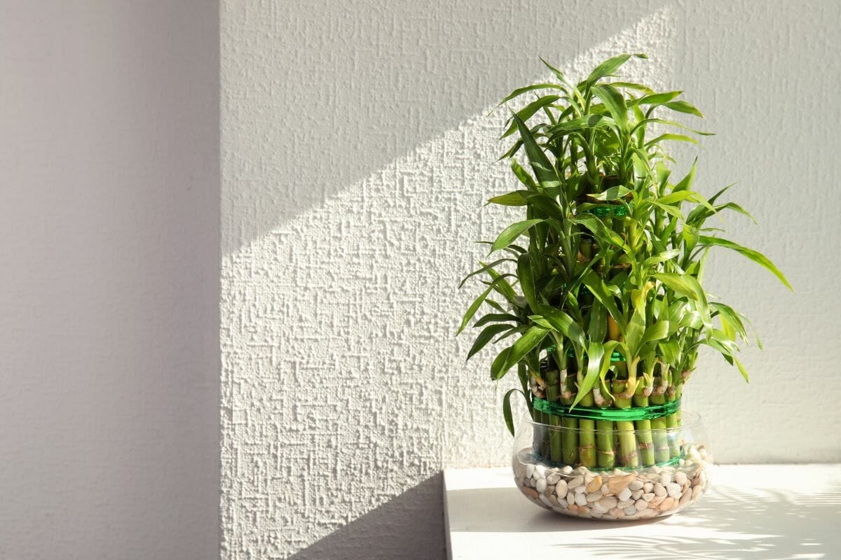 How Much Sunlight Does Lucky Bamboo Need?