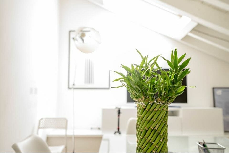A lucky bamboo plant placed in a bright spot on a table inside the house