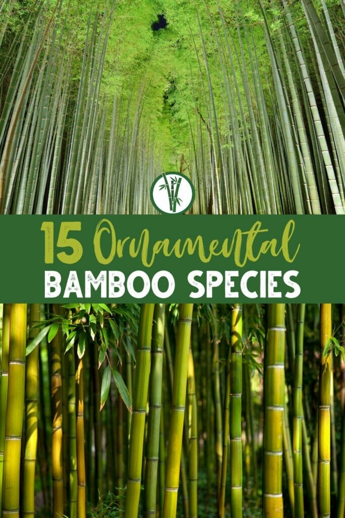 Green bamboo stalks growing in a forest, with a text in the middle: 15 Ornamental Bamboo Species