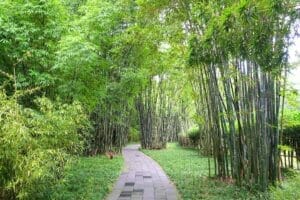 A pathway through a bamboo garden featuring ornamental bamboo species