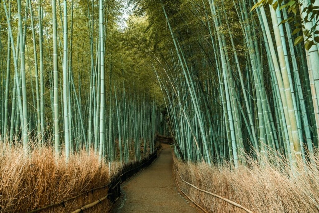 a walkway nestled between tall, green bamboo plants, showcasing what bamboo plants look like in a natural setting