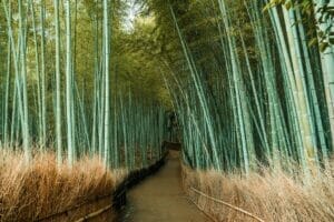 a walkway nestled between tall, green bamboo plants, showcasing what bamboo plants look like in a natural setting
