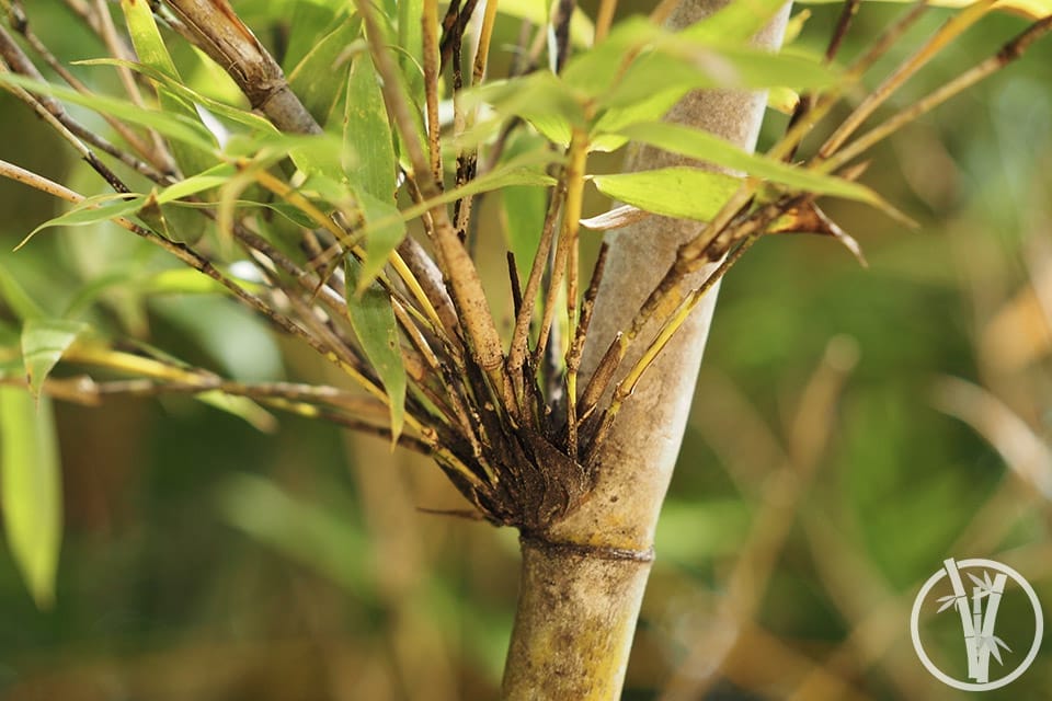 Various branches growing from the node of a bamboo culm