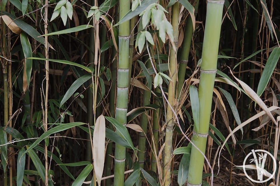 Bamboo culms with irregular internodes and a culm with regular internodes showing the bamboo anatomy characteristics