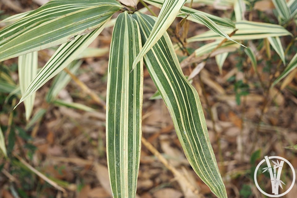 Variegated long lance-like bamboo leaves