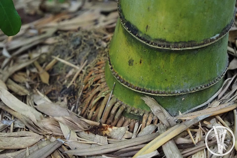 Adventitious roots on a Moso Bamboo - roots around the nodes of the culm