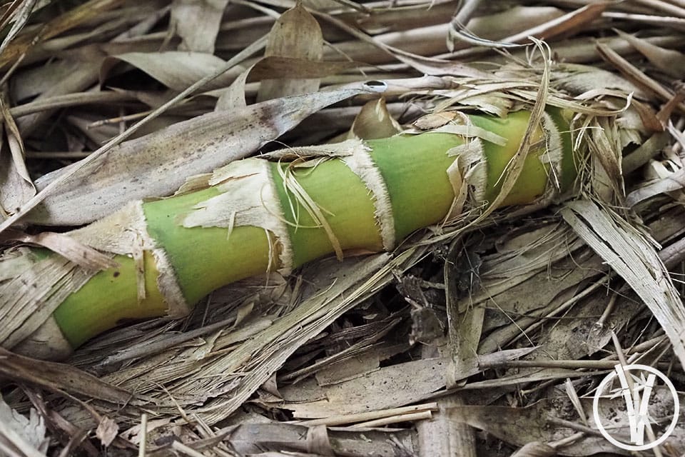 Underground rhizome free above ground showing the anatomy of bamboo rhizome